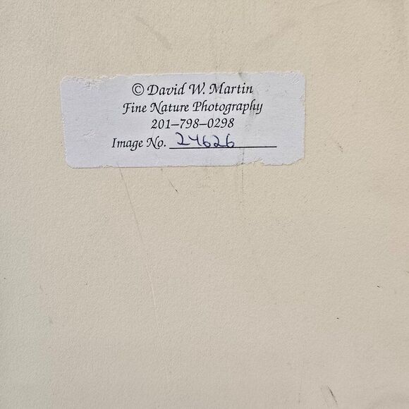 Art Photography David W Martin Signed Numbered 24626 Nature Photography - Picture 4 of 4